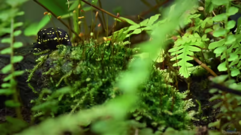 Was guckst du? von Junglist (61)