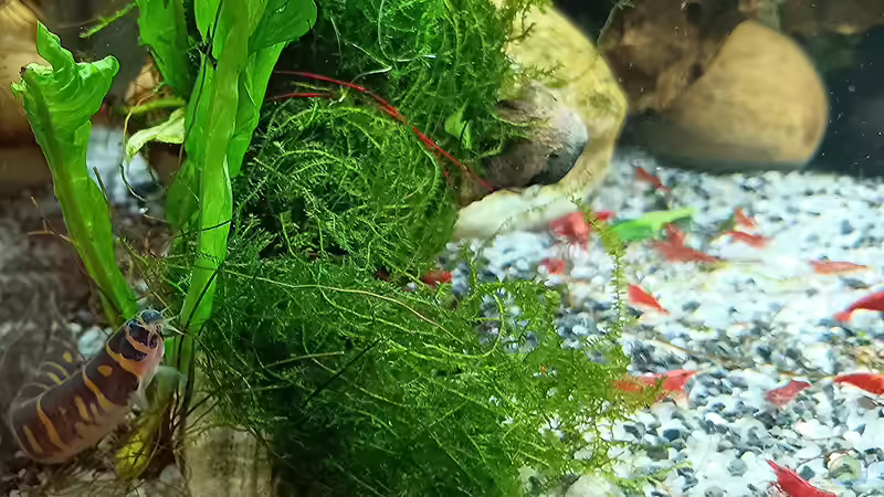 was guckst du??? von odin 68 (45)