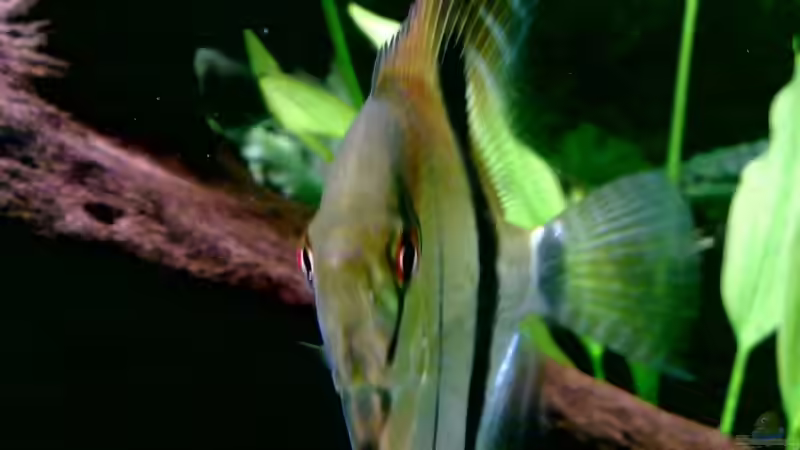 Was guckst Du?? von Oliver Boden (48)