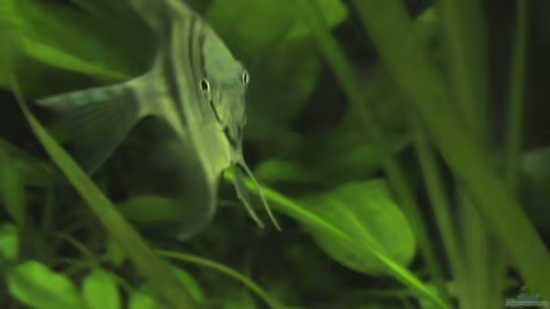 was guckst du? von Schins (13)