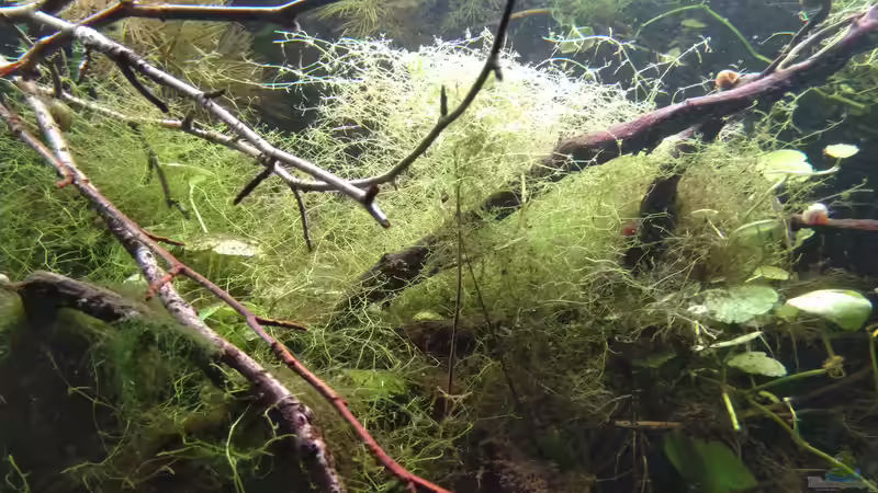 Was habe ich mir da eingefangen? Armleuchteralgen? von SaMü (16)