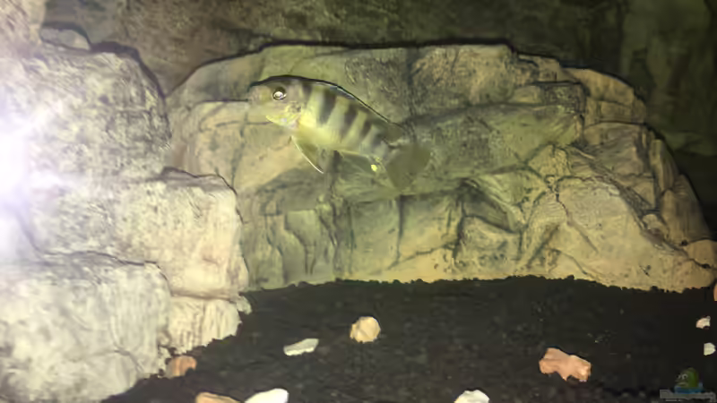 Was hat sich da eingeschlichen? von Daniel H. (31)