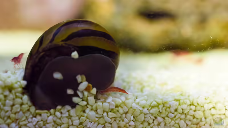 Was Hinten rauskommt wird gerne gefressen. 12.04.2020 von Acki50 (25)