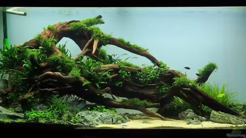 Was ist "Aquascaping" und wo liegen die Grenzen?