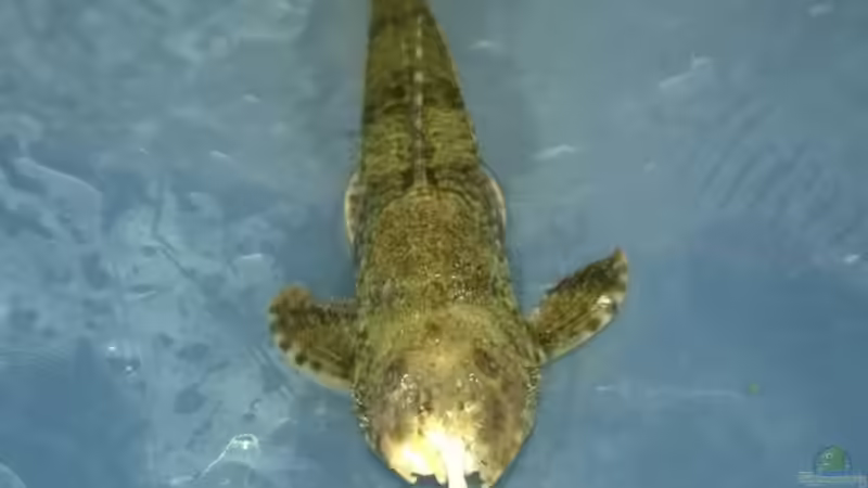 Was ist da passiert? Siehe Updates. von Ba Bu (30)