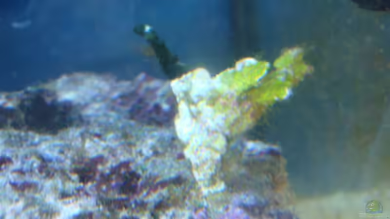 was ist das? es wächst aus dem LG von B1gT4nk (11)