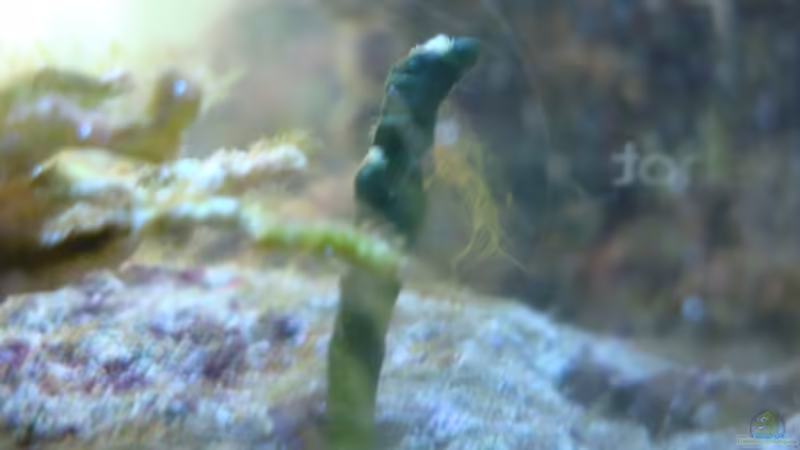 was ist das? es wächst aus dem LG von B1gT4nk (12)