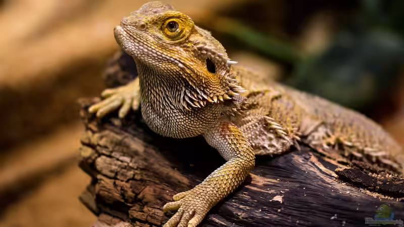 Was ist das richtige Terrariumtier für Anfänger?