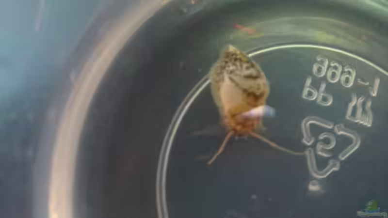 Was ist das? von Gernold (15)