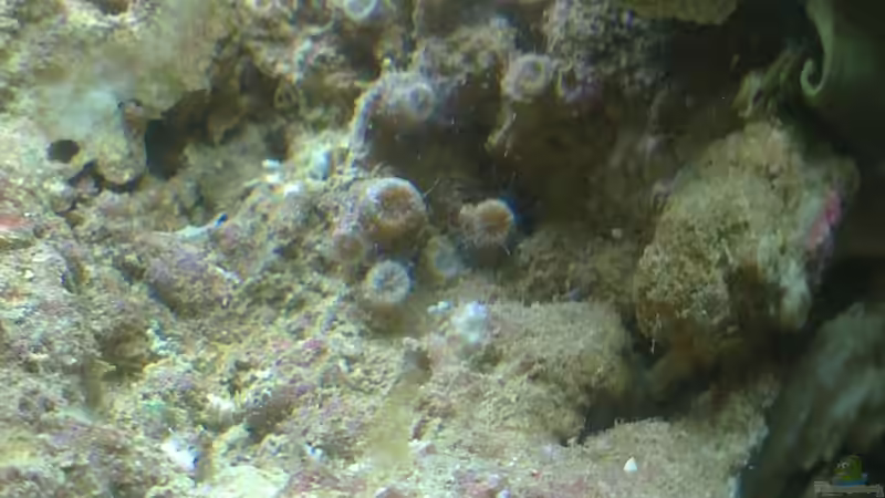 Was ist das? von Gernold (25)