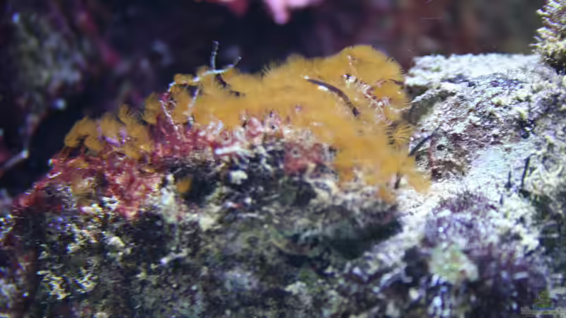 Was ist das? von Susanne Axt (50)