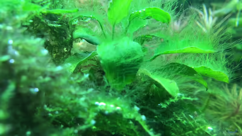 Was kann man tun gegen Algen im Gartenteich?