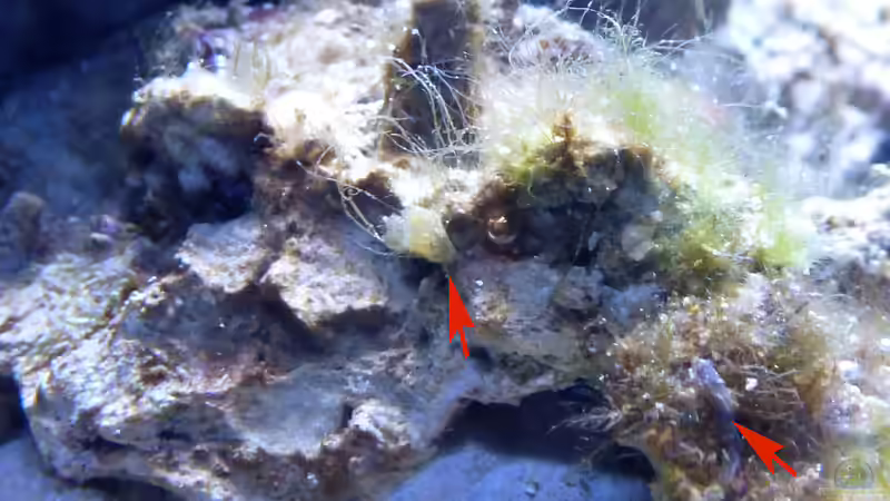 was könnte das sein... von Summse (13)