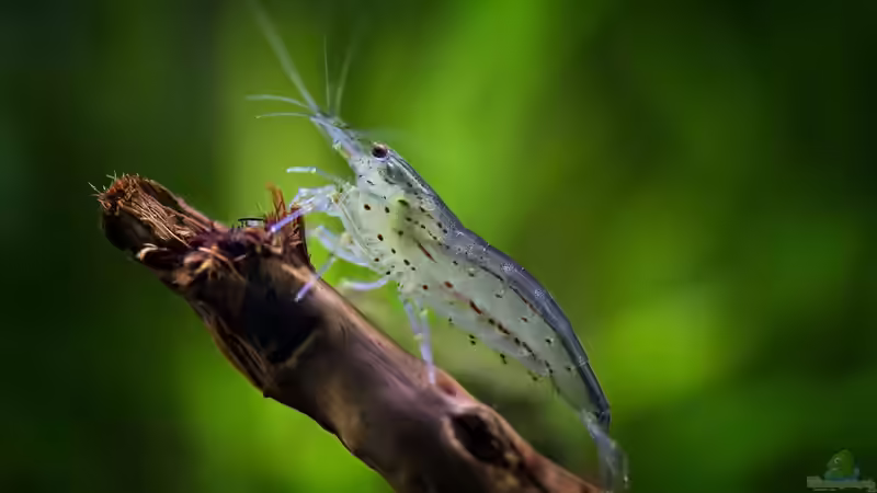 Was kostet ein Garnelen-Aquarium?