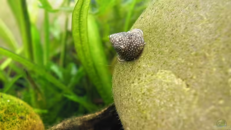 Was kuckst Du so?!- 24.08.2011 von bergfrau (69)