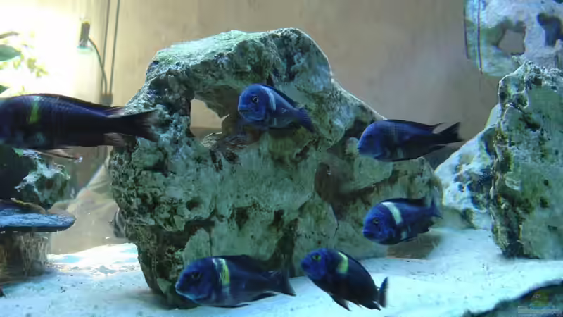 Was Kuckst du von Tanga italiana (4)