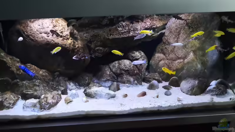 Was macht ein Malawiaquarium besonders?