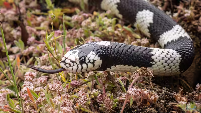 Was macht Königsnattern bei Terrariumbesitzern so beliebt?