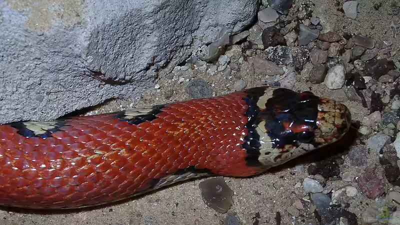 Was macht Königsnattern bei Terrariumbesitzern so beliebt?