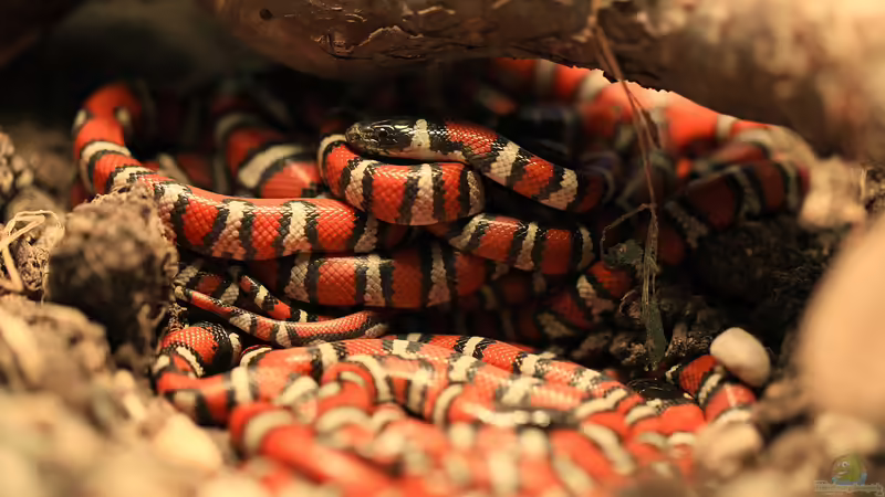 Was macht Königsnattern bei Terrariumbesitzern so beliebt?