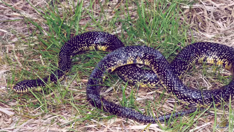 Was macht Königsnattern bei Terrariumbesitzern so beliebt?