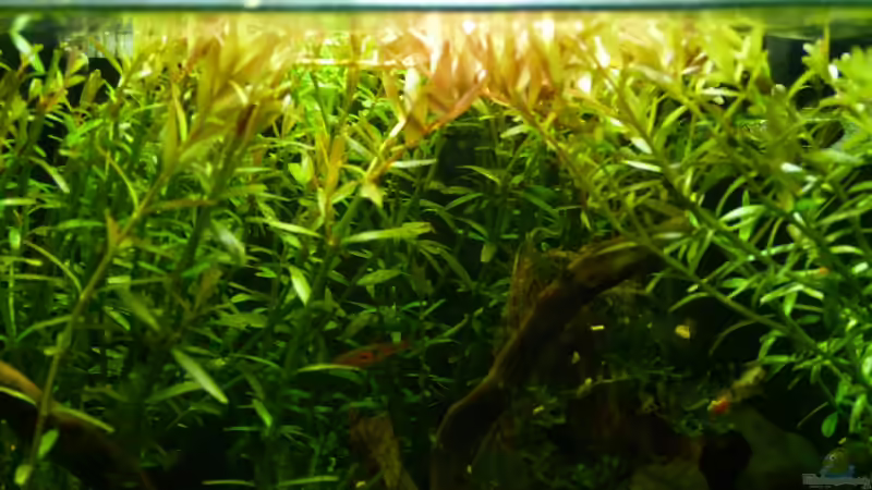 Was sind die bei Aquarianern beliebtesten Hintergrundpflanzen?