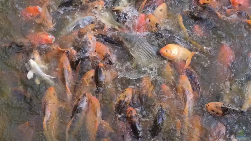 Was sind die beliebtesten Tiere im Gartenteich?