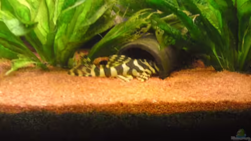 Was sind Höhlenbrüter? - Alles über Verhalten, Arten, Zucht und Pflege