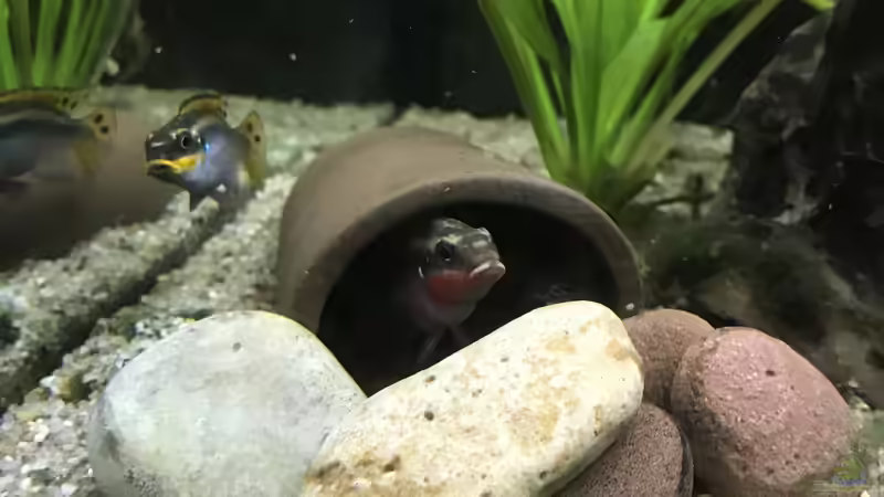 Was sind Höhlenbrüter? - Alles über Verhalten, Arten, Zucht und Pflege