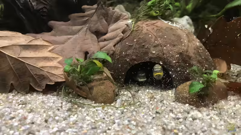 Was sind Höhlenbrüter? - Alles über Verhalten, Arten, Zucht und Pflege