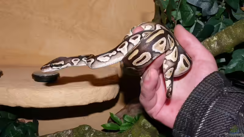 Was sind Terrarianer für Menschen? Ein umfassender Blick auf eine faszinierende Leidenschaft