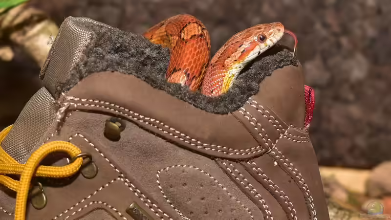 Was sind Terrarianer für Menschen? Ein umfassender Blick auf eine faszinierende Leidenschaft