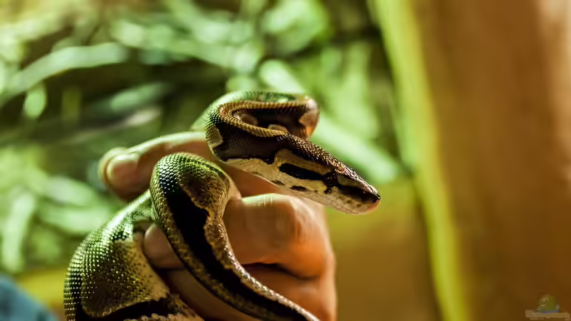 Was sind Terrarianer für Menschen? Ein umfassender Blick auf eine faszinierende Leidenschaft