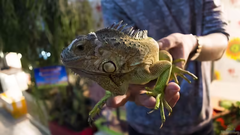 Was sind Terrarianer für Menschen? Ein umfassender Blick auf eine faszinierende Leidenschaft