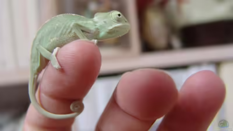 Was sind Terrarianer für Menschen? Ein umfassender Blick auf eine faszinierende Leidenschaft