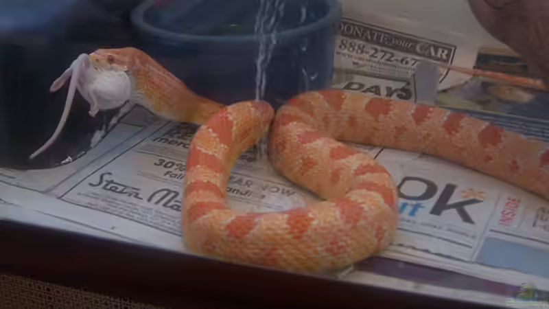 Was soll ich füttern und wie oft soll ich mein Reptil im Terrarium füttern?