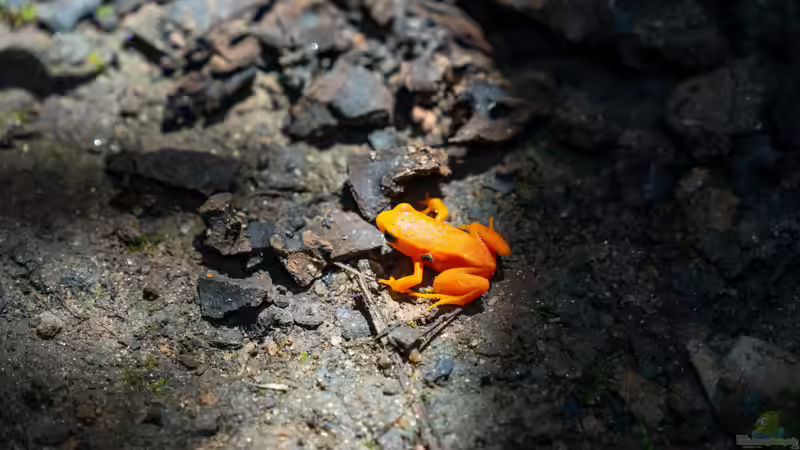 Was sollten Terrarianer beim Kauf von Dendrobaten beachten?