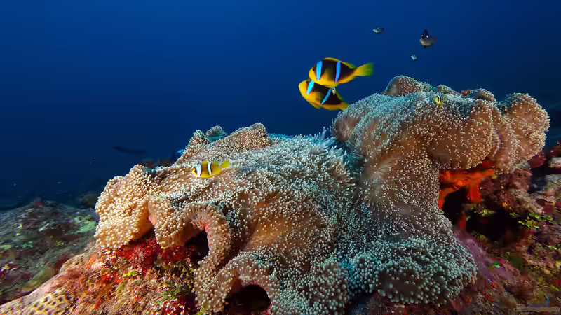 Was spüren Korallen und Anemonen?