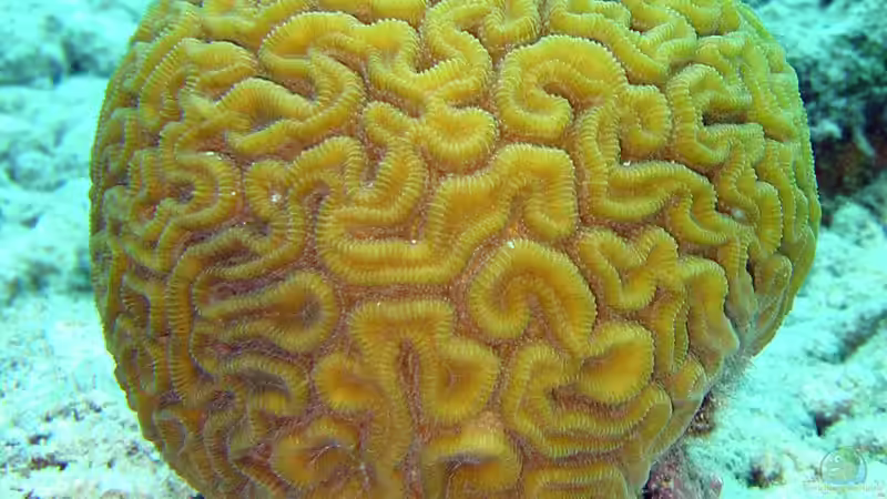 Was spüren Korallen und Anemonen?