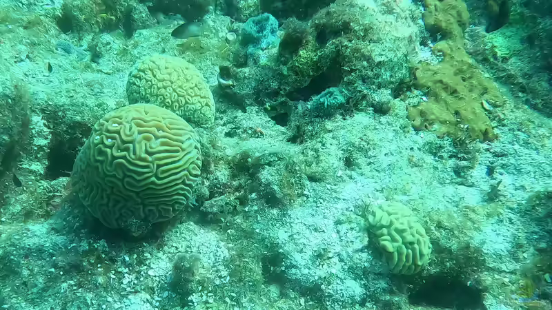 Was spüren Korallen und Anemonen?