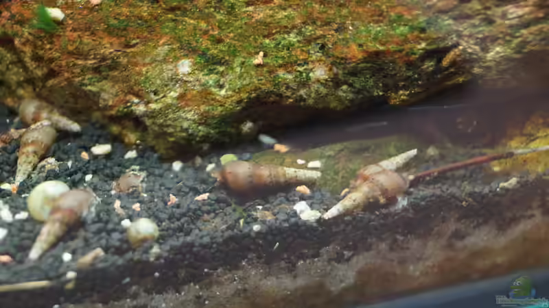 Was tun gegen eine Schneckenplage?