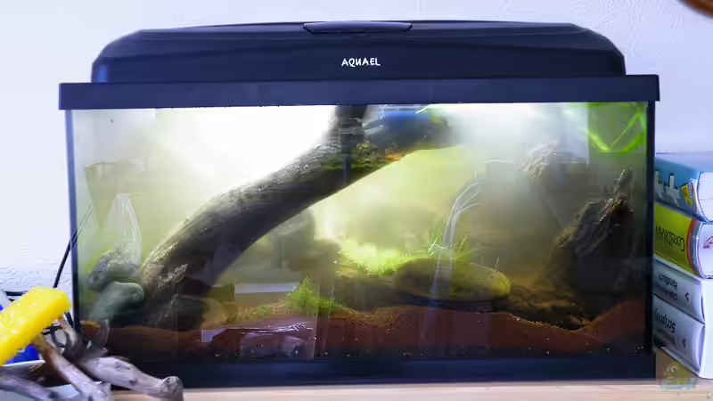 Was tun, wenn das Aquariumwasser trüb wird? Tipps und Tricks für klares Wasser