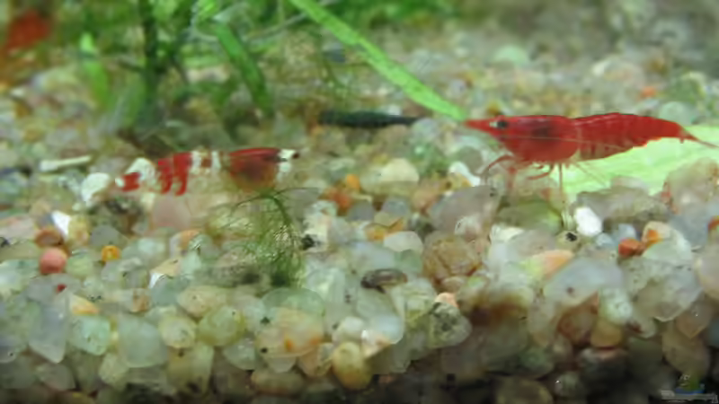 Was tun wenn die Neocaridina-Garnele krank ist?