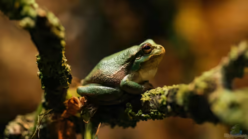 Was tun, wenn es im Terrarium zu heiß wird?
