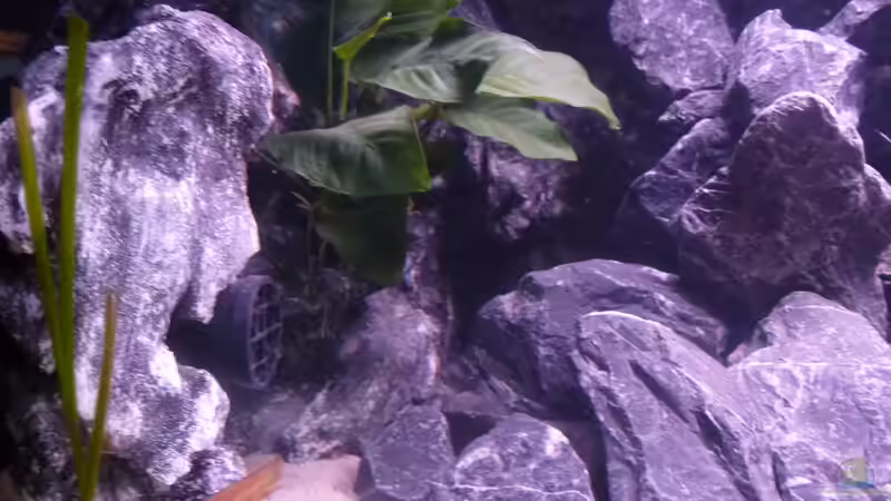 Was versteckt sich da hinter dem Felsen? - die Tunze Strömungspumpe von EvilChicken (6)