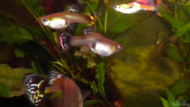 Was versteht man unter Sexualdimorphismus?