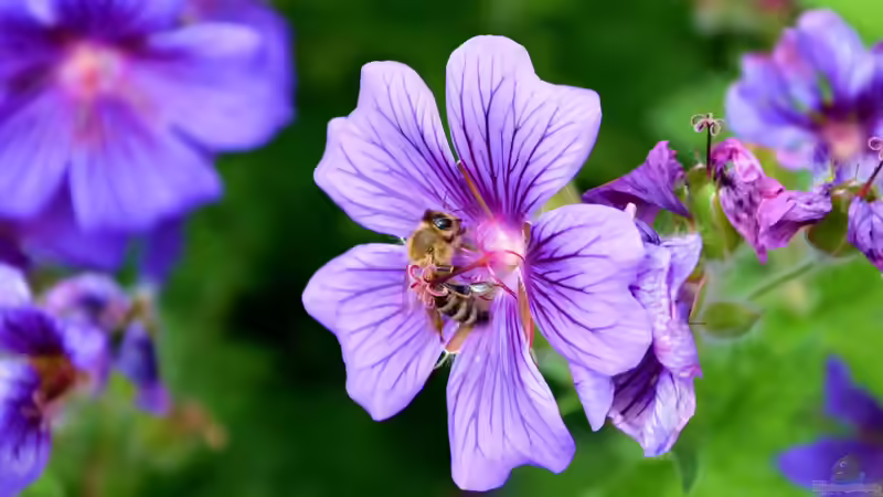 Was wurde aus dem Volksbegehren ´Rettet die Bienen´?