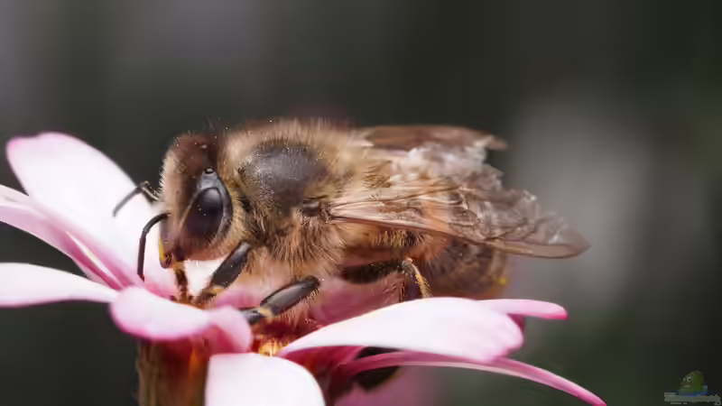 Was wurde aus dem Volksbegehren ´Rettet die Bienen´?