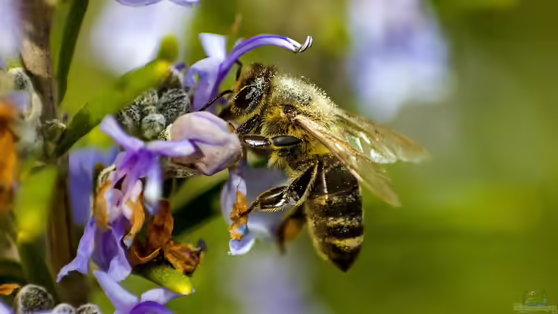 Was wurde aus dem Volksbegehren ´Rettet die Bienen´?