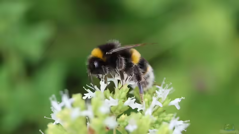 Was wurde aus dem Volksbegehren ´Rettet die Bienen´?